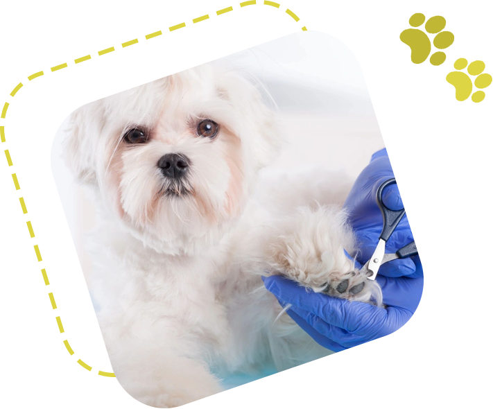 Top Dogs Pet Grooming